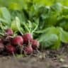 organic farming, farming, agriculture, benefits of organic farming,