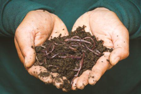 Worm culture