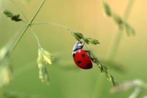 beneficial insect, lady bird beetle, organic farming, biological pest control