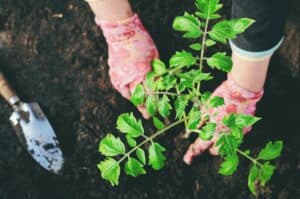 gardening for beginners